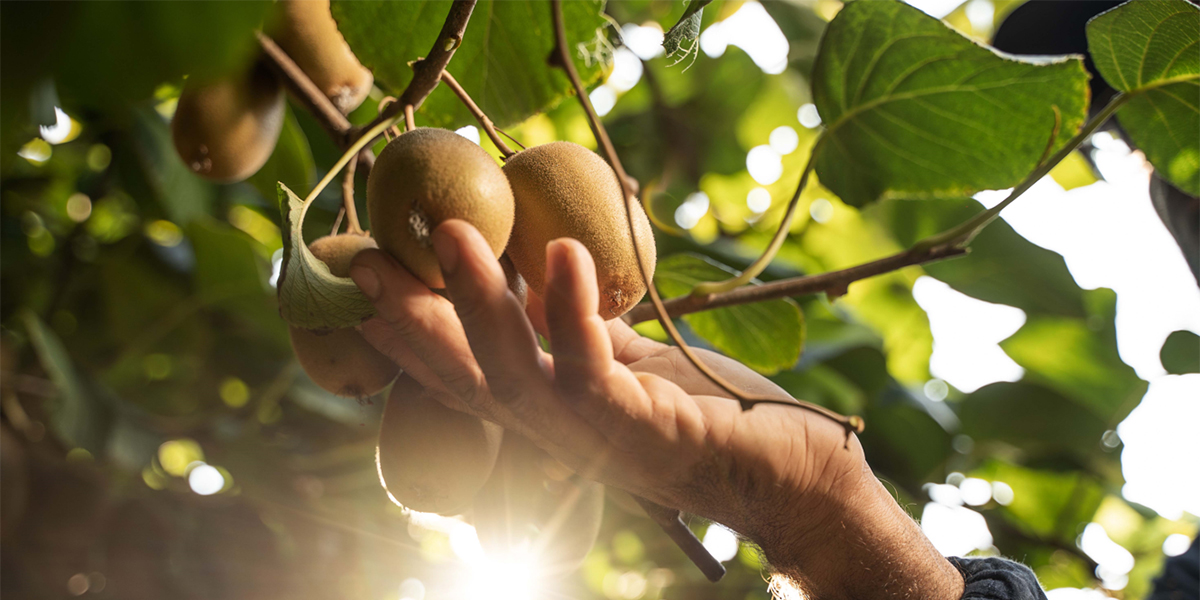 Kiwi: molto bene il giallo e il rosso. Stabile il verde